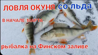 Ловля окуня зимой - секреты, оснастка, приманки - Днипро-Свинец