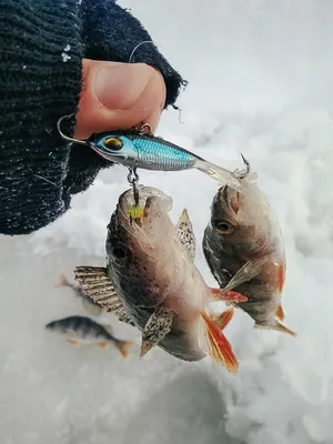 Баласнир и блесна. Ловля окуня зимой со льда. | Rostov Fisherman | Дзен
