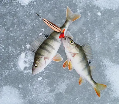 Блесна для зимней рыбалки на окуня купить в Киеве Малек паяная зимняя цена  от 10 грн в Украине