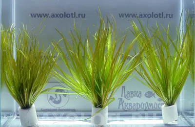 Бликса японика. Растения для аквариума: цена 50 грн - купить Товары для рыб  на ИЗИ | Киев