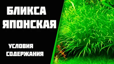 Бликса японская Blyxa japonica | Цена за 3 куста - 35 грн. Доставка по  Украине и Киеву Отправляем без минималки каждый день, кроме субботы и  воскресенья в термобоксах. По Киеву доставка... |