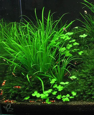 Бликса японская - Blyxa japonica - Растения и мхи - Nano Fish