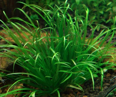 Бликса японская (Blyxa japonica)