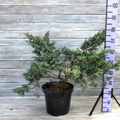 Juniperus chinensis 'Blue Alps', Можжевельник китайский 'Блу Альпс '|landshaft.info