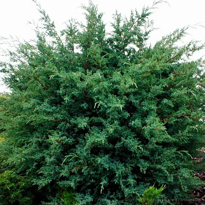 Можжевельник китайский Блю Альпс (Juniperus chinensis Blue Alps) / Садовый  центр Селятино