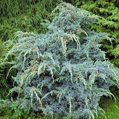 Купить Можжевельник китайский Блю Альпс в Киеве. Саженцы Juniperus  chinensis Blue Alps в контейнерах