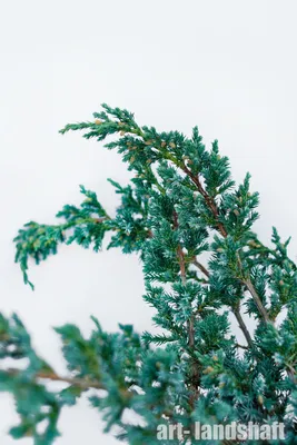 Можжевельник китайский Блю Альпс. (Juniperus chinensis Blue Alps) С15  Бонсай купить в интернет-магазине ЦВІТСАД с доставкой по Украине