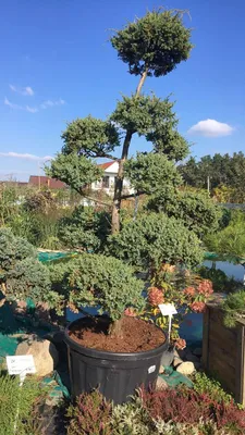 Можжевельник китайский Блу Альпс (Juniperus chinensis Blue Alps) С2 —  Питомник Летний сад