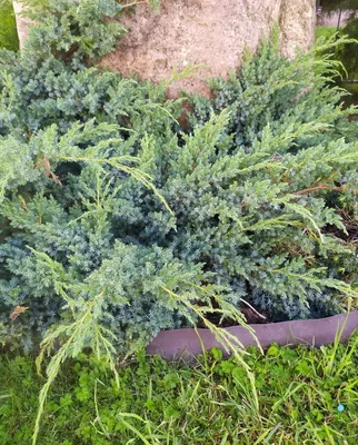 Саженец китайского можжевельника 'Блю Альпс'/Juniperus chinensis 'Blue  Alps' С2/40-60 — цена в Оренбурге, купить в интернет-магазине,  характеристики и отзывы, фото