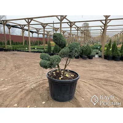 Ялівець китайський Блю Альпс/Juniperus chinensis Blue Alps, Bonsai С200 /Н  180-200 (ID#1473873318), цена: 59000 ₴, купить на Prom.ua