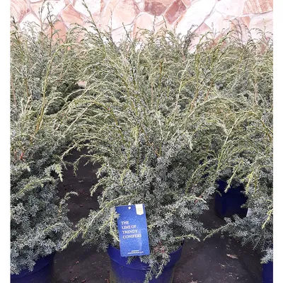 Можжевельник китайский Блю Альпс Juniperus chinensis Blue Alps 10л (ЗК)  ЗАДВОЕНИЕ — цена в LETTO