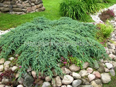 Можжевельник чешуйчатый Блю Карпет. (Juniperus squamata Blue Carpet) С7,5  купить в интернет-магазине ЦВІТСАД с доставкой по Украине