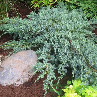 Можжевельник чешуйчатый Блю Карпет Juniperus squamata Blue Carpet