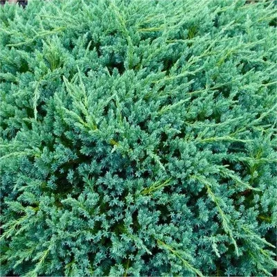 Можжевельник чешуйчатый Блю Карпет (Juniperus squamata Blue Carpet) -  купить в Украине