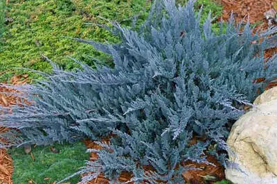 Можжевельник Чешуйчатый Блю Карпет Juniperus squamata Blue Carpet - купить  в Киеве и области, справедливая цена - Green Garth (Грин Гарт)