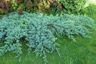 Можжевельник чешуйчатый Блю Карпет (Juniperus squamata Blue Carpet) С7,5 —  Питомник Летний сад