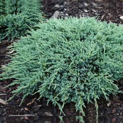 Купить Саженцы Можжевельника чешуйчатого Блю Карпет (Juniperus squamata  Blue Carpet) Р9 оптом/розница