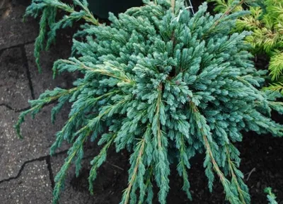 Саженец чешуйчатого можжевельника 'Блю Карпет'/Juniperus squamata 'Blue  Carpet' С5/20-30 — цена в Оренбурге, купить в интернет-магазине,  характеристики и отзывы, фото