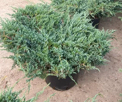 Можжевельник чешуйчатый Блю Карпет: купить в Москве саженцы Juniperus  squamata Blue Carpet в питомнике «Медра» по цене от 1470 руб