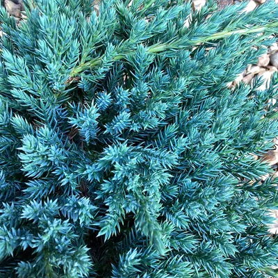 Можжевельник чешуйчатый Блю Карпет Р9 (Juniperus squamata Blue Carpet)  (ID#228171366), цена: 50 ₴, купить на Prom.ua