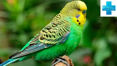 ТМ \"Природа\" колосок «Ореховый» для волнистых попугаев заказать Лакомства  для птиц ПРИРОДА | Zoolandia