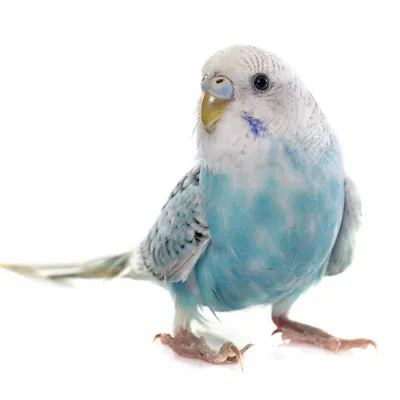 Бывают ли блохи у волнистых попугаев