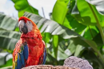 SEVEN SEEDS корм для волнистых попугаев с орехами, 500 г. купить в  Новосибирске с доставкой в интернет-магазине ЗооСАТ