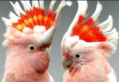 Versele Laga Prestige Parrots Корм для крупных попугаев - ZooAlliance.ua