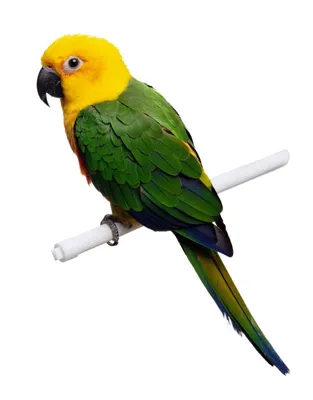 РИО Корм яичный для средних и крупных попугаев 250 г, пакет купить по  низкой цене с доставкой - БиоСтайл
