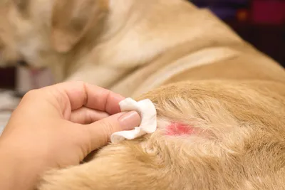 Ветмедикал - Блошиный аллергический дерматит. Владелец собаки даже не  подозревал о том, что скрывается под шерстью☝🙁 Автор - insta/vet_argentum/  | Facebook