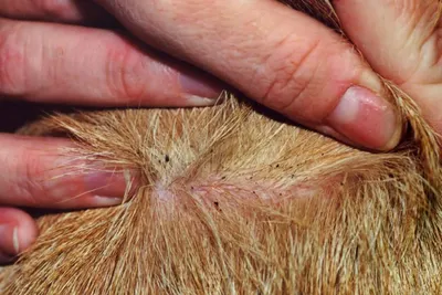 Блошиный аллергический дерматит у собак фото фото