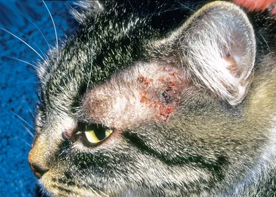 Милиарный дерматит кошек | ВКонтакте