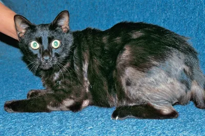 Блошиный дерматит - причина расчесов у кошек | Лапа помощи | Дзен