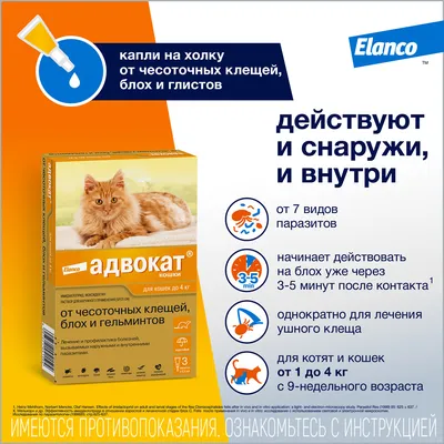 Блошиный аллергический дерматит у кота - клинический случай ветцентра Ветус