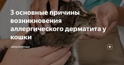 Дерматиты у кошек | ВКонтакте
