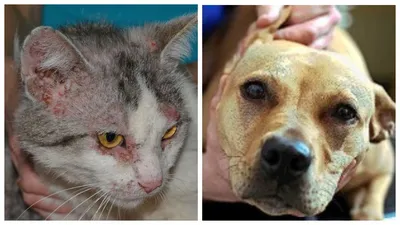 Пиотравматический дерматит у кошек - Кожа вашей кошки - Дуксо S3 RU