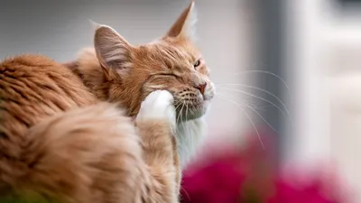 3 основные причины возникновения аллергического дерматита у кошки | Лапа  помощи | Дзен