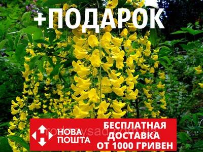 Бобовник \"Золотой дождь\" (Laburnum anagyroides) Купить в Симферополе |  Садовый центр Фрея, Крым