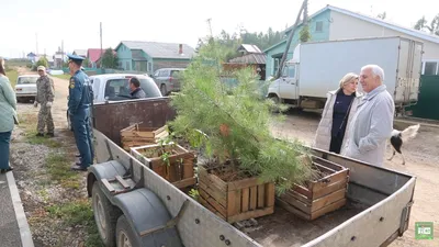 В Богучанах высадили саженцы сосны. | Новости Богучанского района