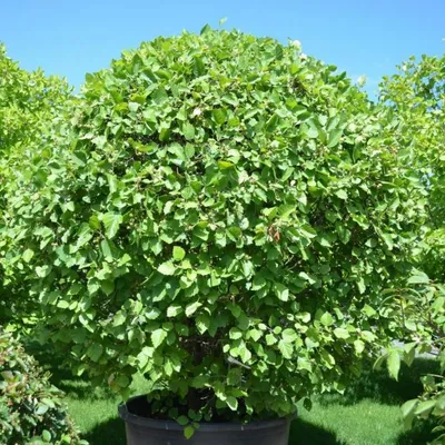 Боярышник Арнольда (Crataegus arnoldiana) - Питомник и Садовый центр  Русские Деревья