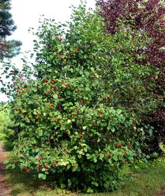 Боярышник Арнольда (Crataegus sanguinea `Арнольда`)