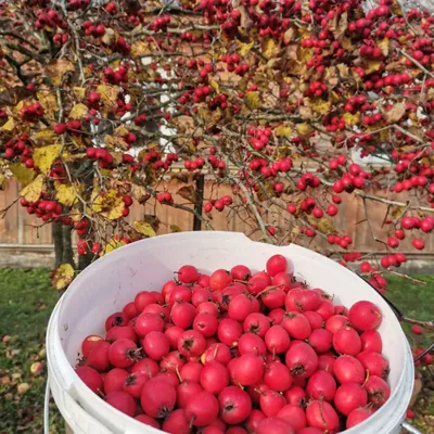 Боярышник Арнольда Crataegus Arnoldiana