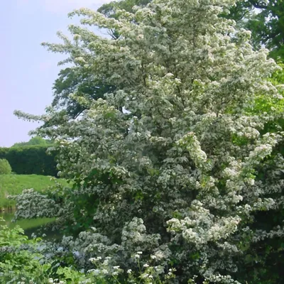 Боярышник Арнольда (Crataegus arnoldiana) | Декоративные древесные растения  для Сибири | Дзен