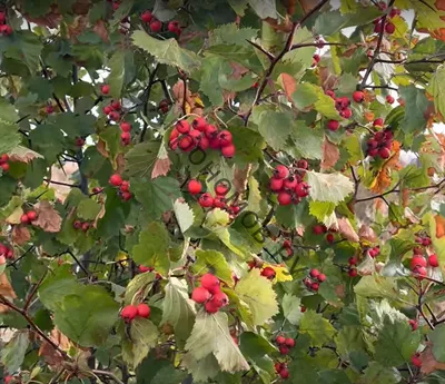 Питомник Савватеевых - Боярышник Арнольда Crataegus Аrnoldiana в Тульском  отделении \"Питомника Савватеевых\" | Facebook