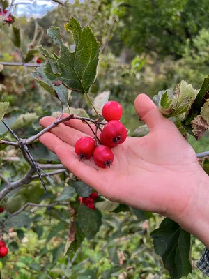 Боярышник Арнольда (Crataegus arnoldiana) - Питомник и Садовый центр  Русские Деревья