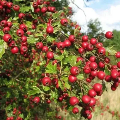 Купить семена Боярышник Арнольда. Crataegus Arnoldiana | Семена и саженцы  Анатолия Орлова