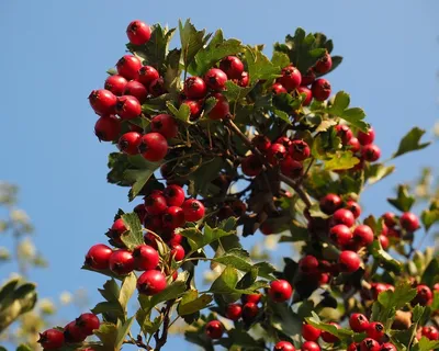 Боярышник крупноплодный 2 года Crataegus aestivalis ОКС — цена в LETTO