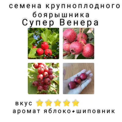 Саженцы боярышника крупноплодного красного, цена в Оренбурге от компании  ЭКО ФЕРМА C/C ПРИГОРОДНЫЙ