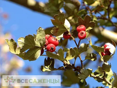 Купить боярышник крупноплодный \"бусинг\" с доставкой почтой по Минску и  Беларуси - Zelensad