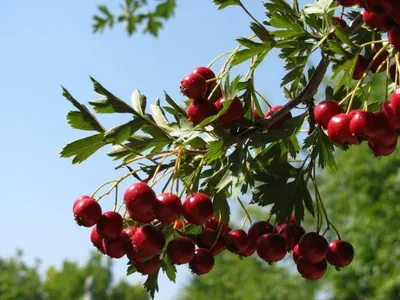 Август - продукция для дачников - Боярышник крупноплодный — шаровидный  кустарник или небольшое колючее деревце из семейства розоцветных. Зацветает  он в конце мая — начале июня, после того как распустятся листья. Плоды